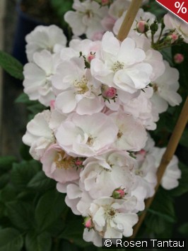 Perennial Blush