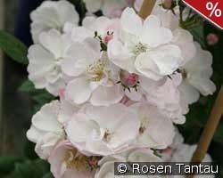 Perennial Blush kaufen, clicken für mehr Details Perennial Blush