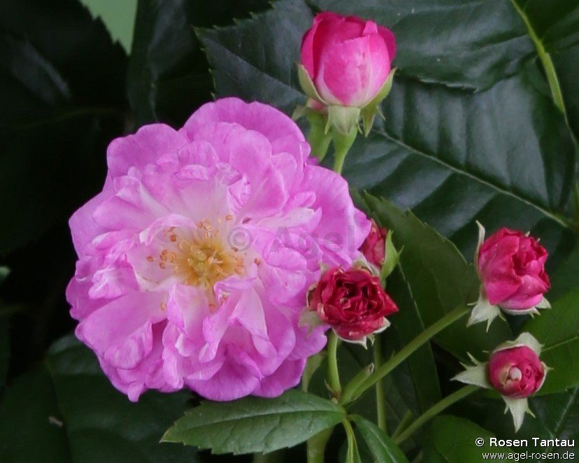 Rose ‘Perennial Rosali‘ (wurzelnackte Rose)