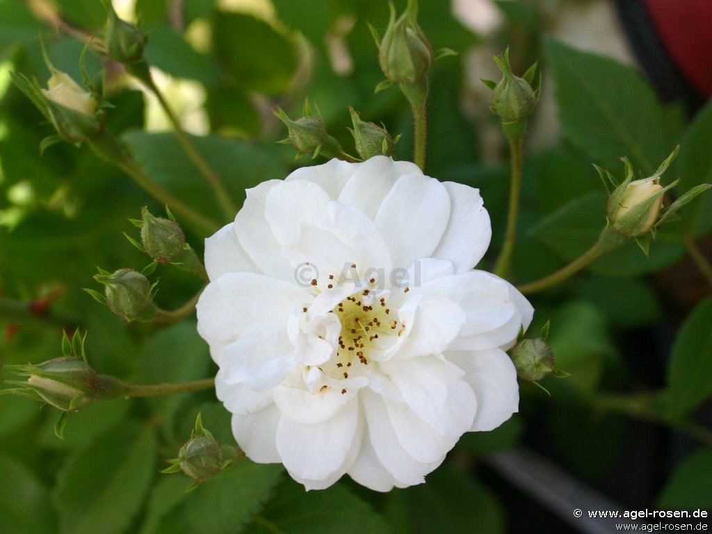 Rose ‘Rambling Rector‘ (wurzelnackte Rose)