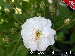 Rambling Rector kaufen, clicken für mehr Details Rambling Rector