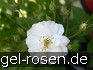 Rambling Rector kaufen