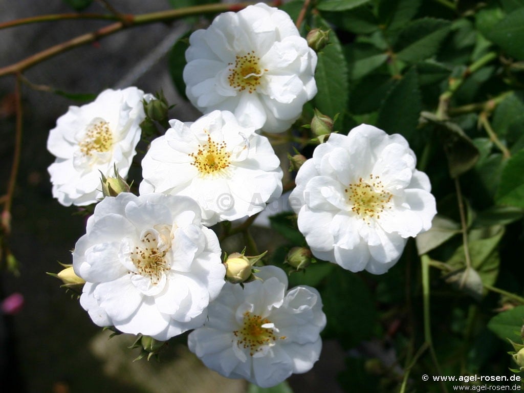 Rambling Rector kaufen Ramblerrose AGEL ROSEN