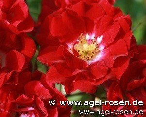 Rose ‘Rambling Rosie‘ (wurzelnackte Rose)