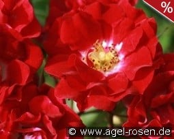 Rambling Rosie kaufen, clicken für mehr Details Rambling Rosie