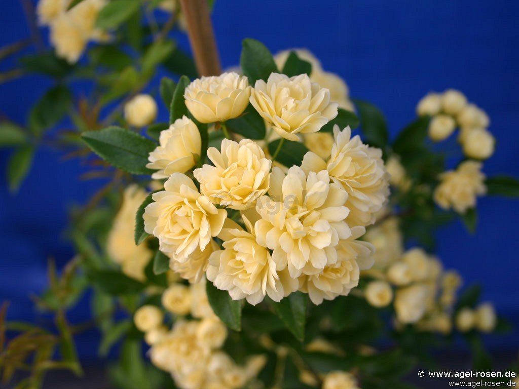 Rose ‘Rosa banksiae Lutea‘ (2-Liter Biotopf)