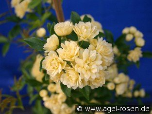 Rosa banksiae Lutea