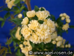 Rosa banksiae Lutea