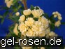 Rosa banksiae Lutea kaufen