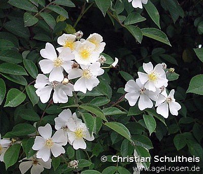 Rose ‘Rosa helenae‘ (wurzelnackte Rose)