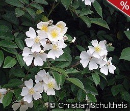 Rosa helenae kaufen, clicken für mehr Details Rosa helenae