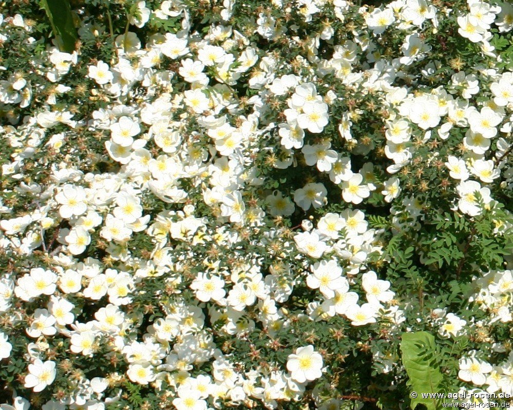 Rose ‘Rosa longicuspis syn mulliganii‘ (5-Liter Topf)