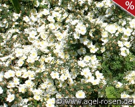 Rosa longicuspis syn mulliganii