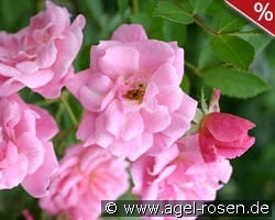 Rosendorf Steinfurth kaufen, clicken für mehr Details Rosendorf Steinfurth