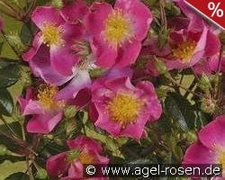 Rosenreigen kaufen, clicken für mehr Details Rosenreigen