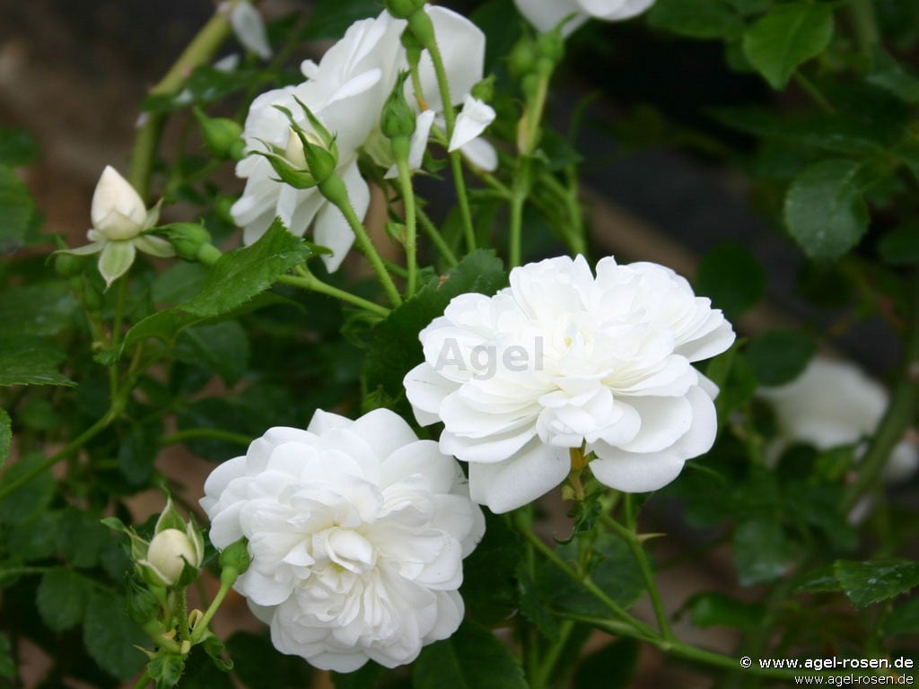 White Rambler Roses Sander's White Rambler kaufen – Ramblerrose – AGEL ROSEN