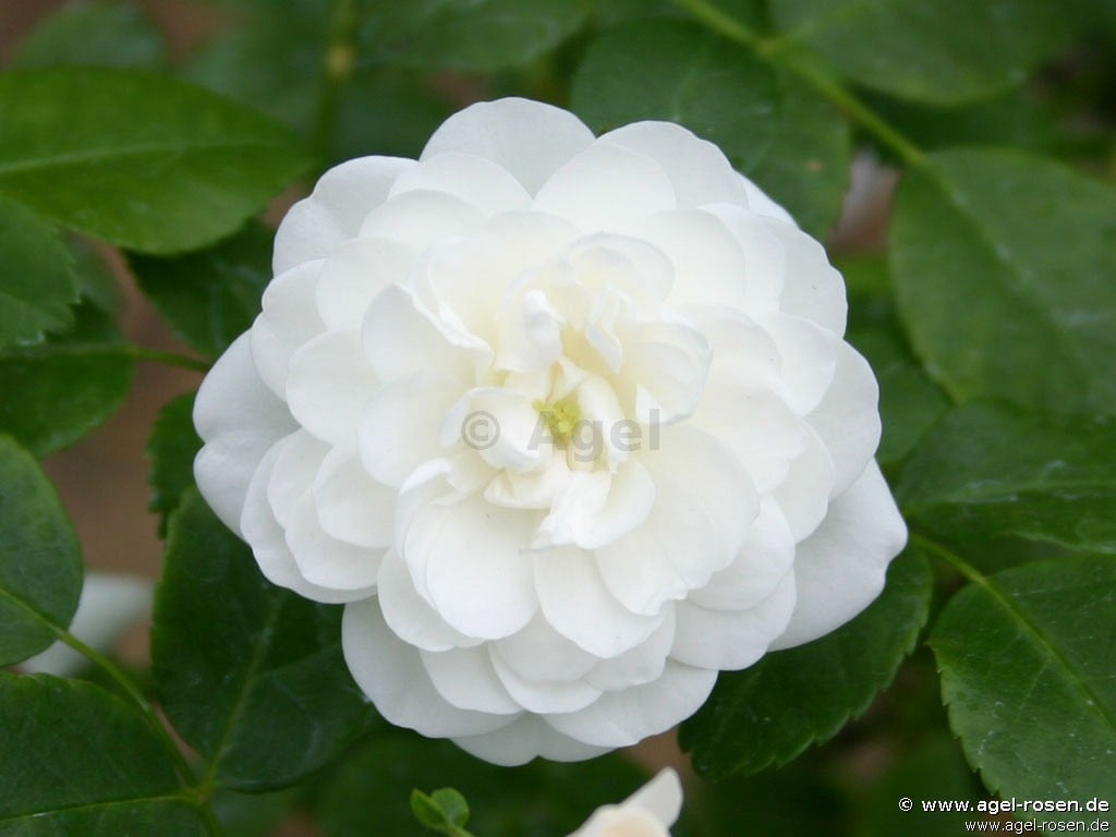 White Rambler Roses Sander's White Rambler kaufen – Ramblerrose – AGEL ROSEN