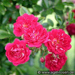Super Excelsa