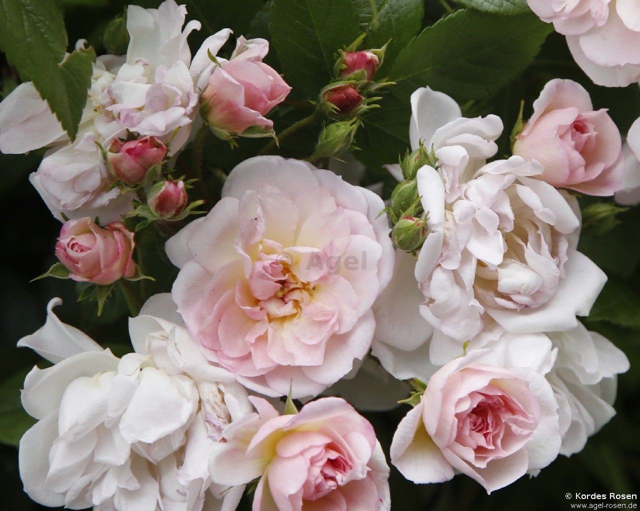 Sweet Siluetta ® kaufen – Ramblerrose – AGEL ROSEN