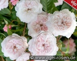 The Albrighton Rambler kaufen, clicken für mehr Details The Albrighton Rambler