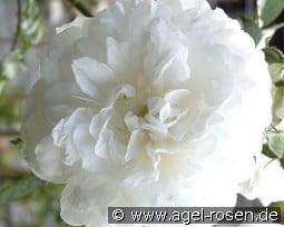 Unschuld kaufen, clicken für mehr Details Unschuld