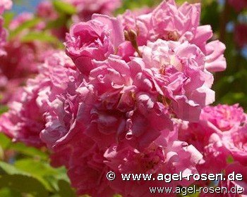 Rose ‘Wartburg‘ (5-Liter Topf)