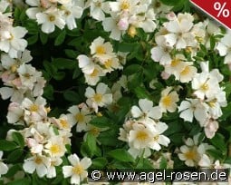 Wedding Day kaufen, clicken für mehr Details Wedding Day