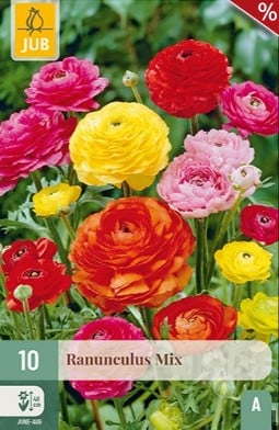 Ranunkel Mix kaufen, clicken für mehr Details Ranunkel Mix