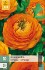 Buy Ranunkel Orange