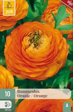Ranunkel Orange kaufen, clicken für mehr Details Ranunkel Orange