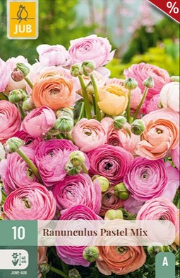Ranunkel Pastell Mix