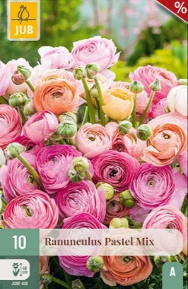 Ranunkel Pastell Mix