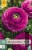 Ranunkel Purple