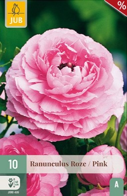Ranunkel Rosa kaufen, click for more details Ranunkel Rosa