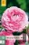 Ranunkel Rosa