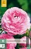 Buy Ranunkel Rosa