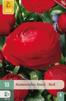 Ranunkel Rot kaufen, clicken für mehr Details Ranunkel Rot