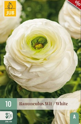 Ranunkel Weiß