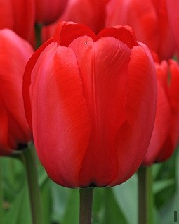Red Impression