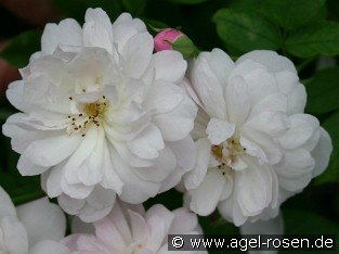 Blush Noisette