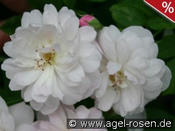 Blush Noisette