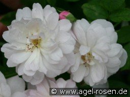 Blush Noisette