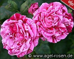 Ferdinand Pichard kaufen, click for more details Ferdinand Pichard