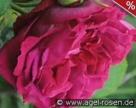Gloire de Ducher