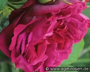 Gloire de Ducher