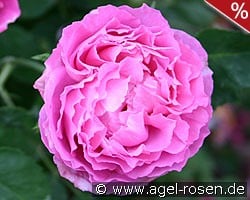 Mrs. John Laing kaufen, click for more details Mrs. John Laing