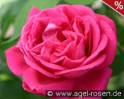 Tom Wood kaufen, click for more details Tom Wood