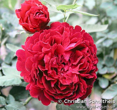 Rose ‘Alfred Colomb‘ (Hochstamm (~110cm) im 6,5l Topf)
