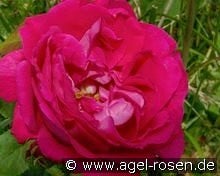 American Beauty kaufen, clicken für mehr Details American Beauty
