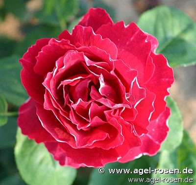 Rose ‘Baron Girod de l‘Ain‘ (wurzelnackte Rose)